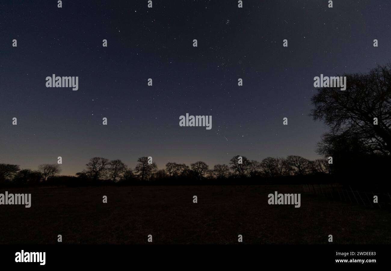 The constellation of Orion low in the sky above a line of Oak trees. Stock Photo