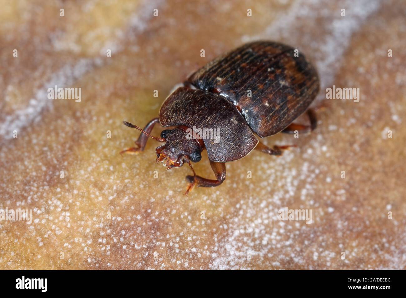 The sap beetle, also known as Nitidulidae. The insect was feeding in the ripe fruit, Mauritius. Stock Photo
