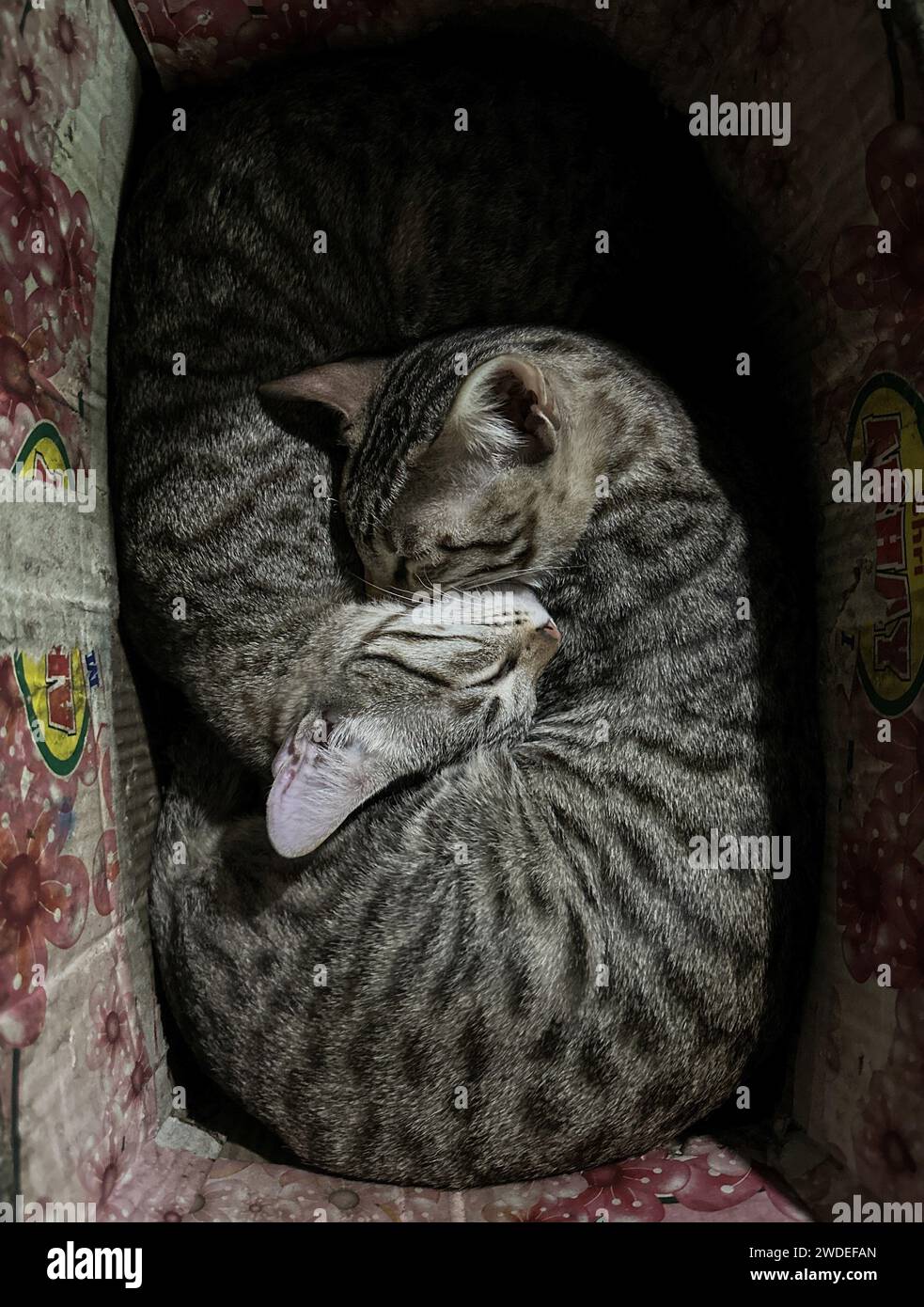 Kathmandu, Bagmati, Nepal. 20th Jan, 2024. Cats sleep as they warm each