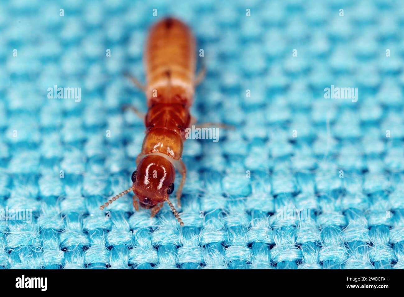 Wingless termite hi-res stock photography and images - Alamy