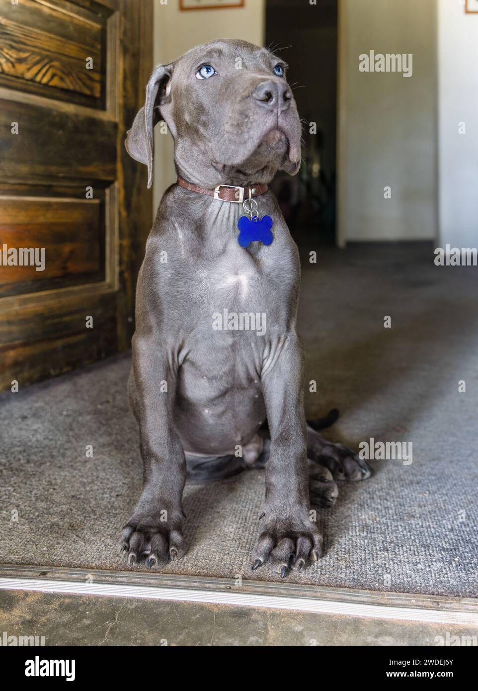 Black Boerboel puppy sited in front of the door at home guarding the entrance. Boerboel is a South African breed of large dog of mastiff type, used as Stock Photo