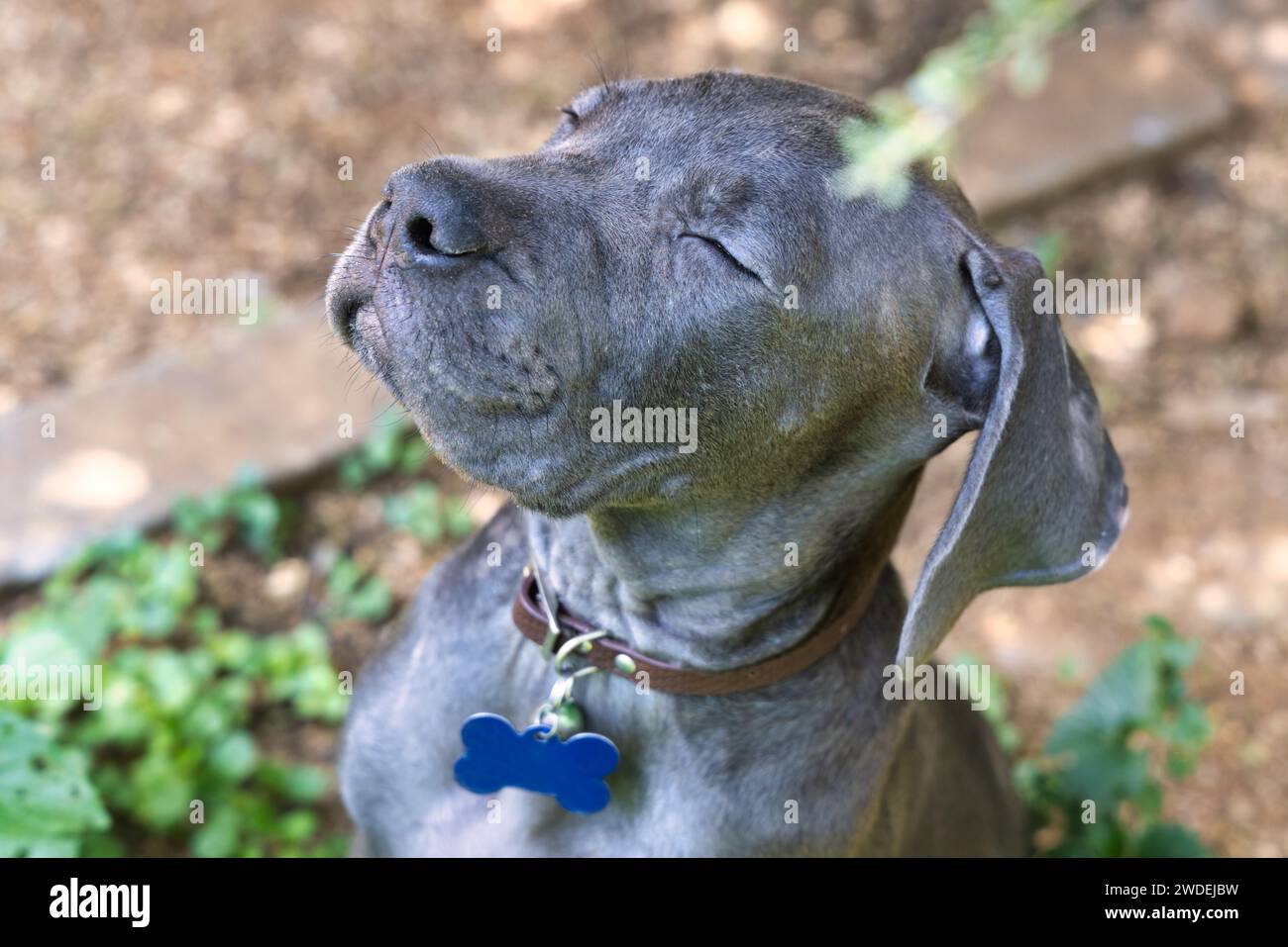 Black Boerboel puppy with closed dreamy eyes sleeping and dreaming like outdoors in the garden. Boerboel is a South African breed of large dog of mast Stock Photo