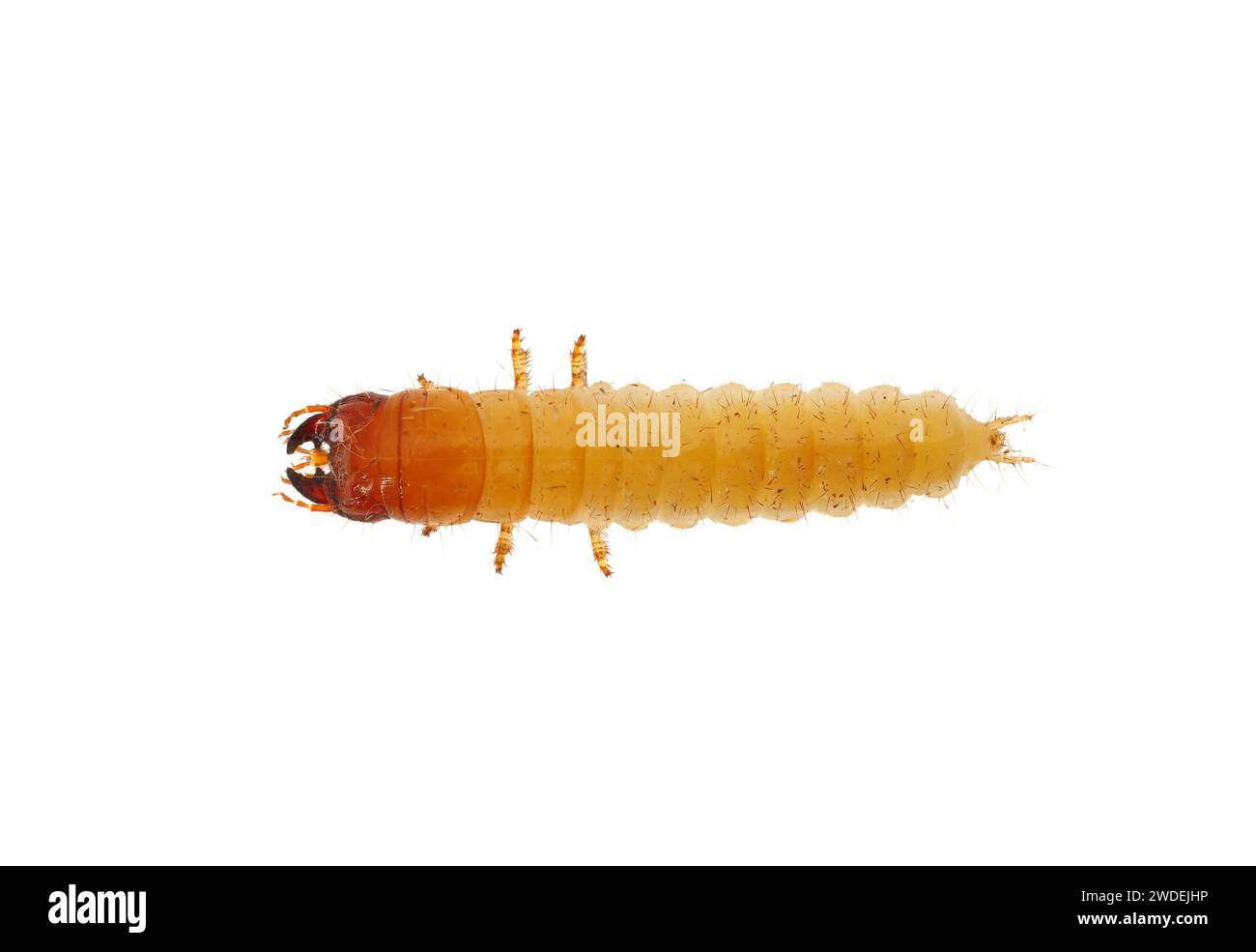 Ground beetle larva isolated on white background, Carabidae sp Stock Photo
