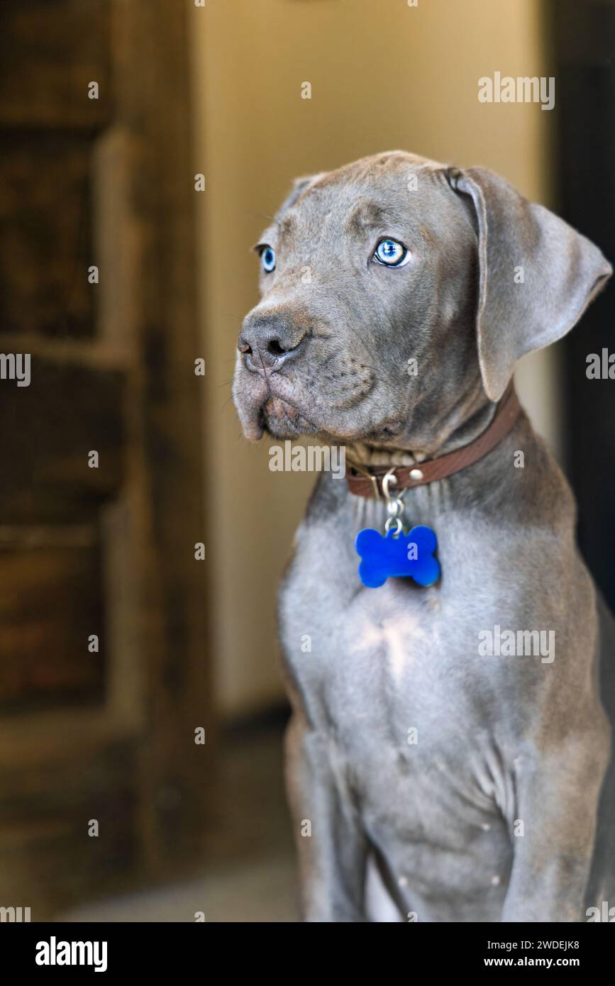 Portrait of a black Boerboel puppy standing in the door guarding the entrance. Boerboel is a South African breed of large dog of mastiff type, used as Stock Photo