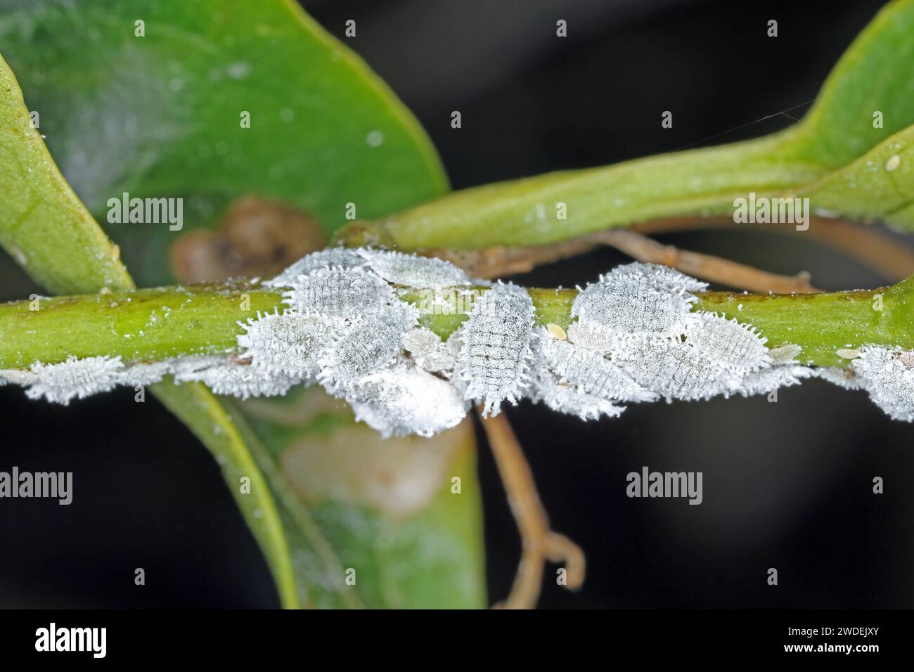Coccids scale insects mealybugs on peppers plant. Pests of crops ...