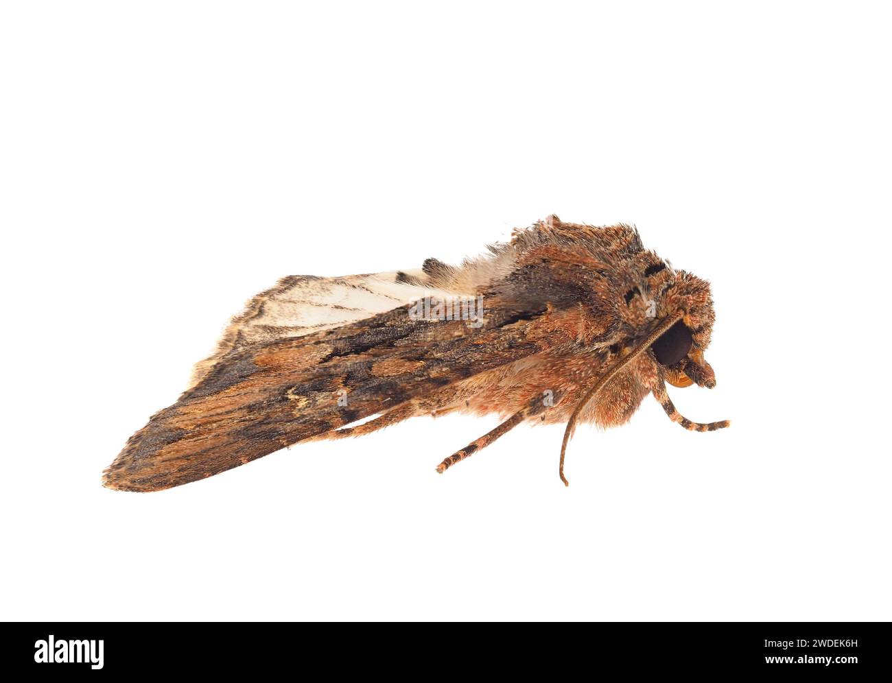 Beautiful arches moth isolated on white background, Mniotype satura ...