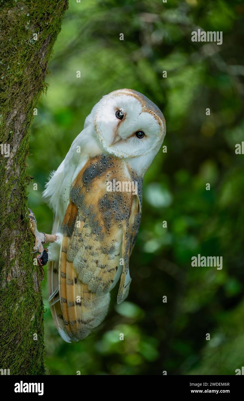 Barn Owl clinging to side of tree. Stock Photo