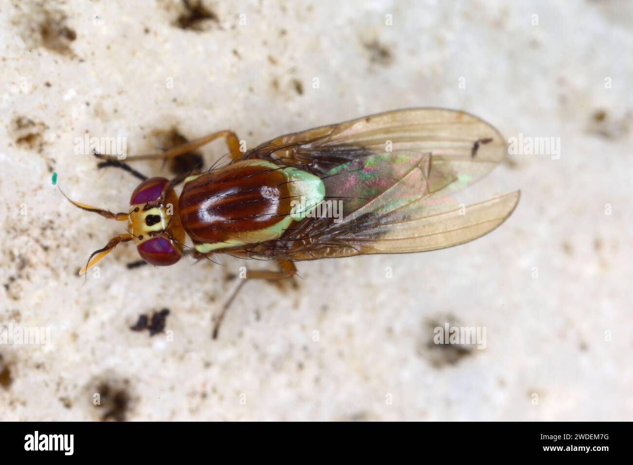 Fly Colored A colorful, beautifully colored fly (Diptera) observed in Mauritius ...