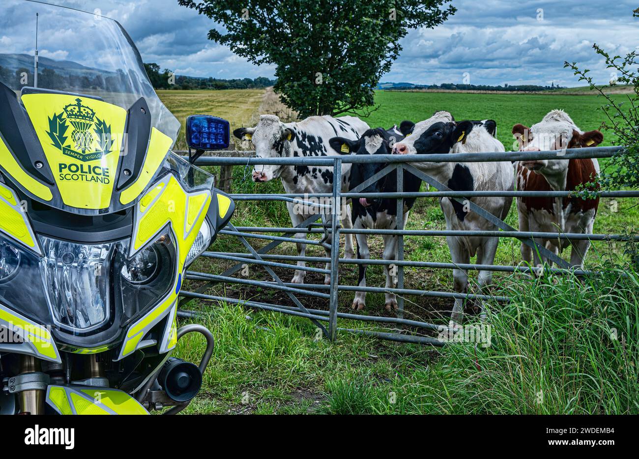 Curious cows investigate Police Scotland Motorcycle on duty at the UCI Cycle Championships road race. Stock Photo