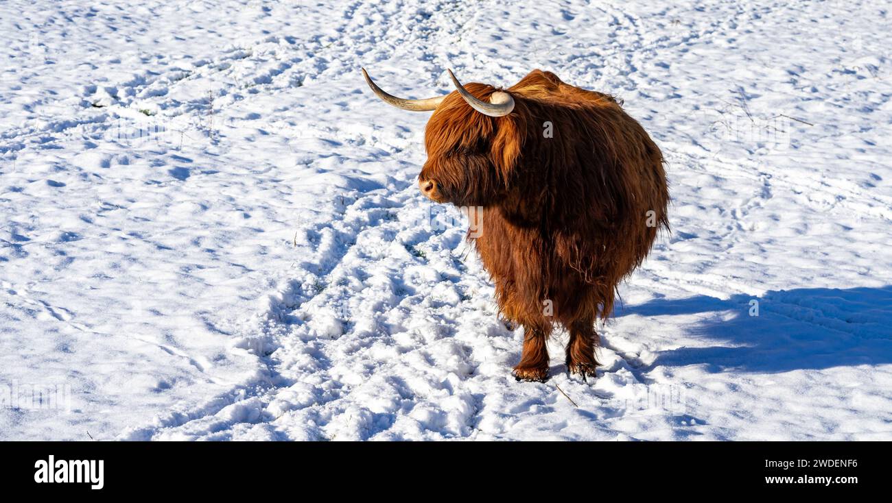 panorama scottish highland cow on the farm Stock Photo - Alamy