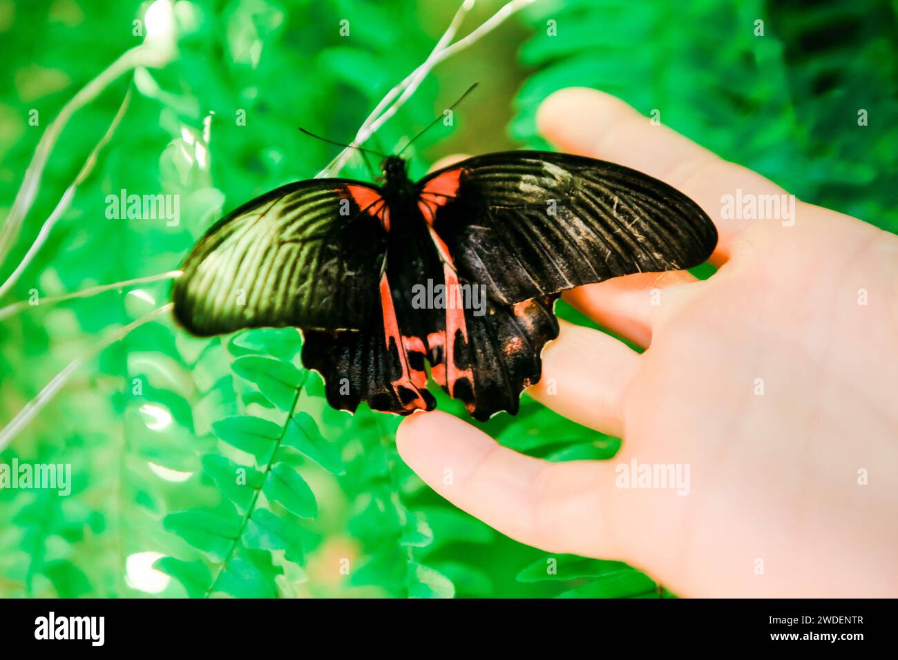 Close up of butterfly with black and red wings on green fern leaf, macro shot Stock Photo