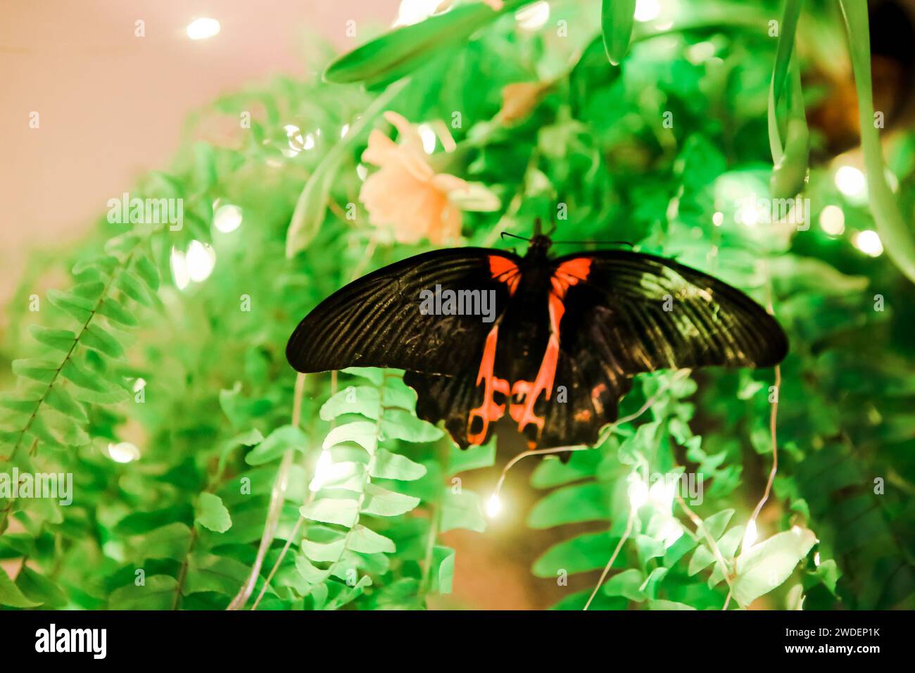 Close up of butterfly with black and red wings near the flower, macro shot Stock Photo