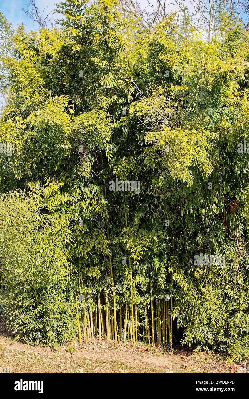 bamboo growing, bright green, tall grass, nature, Poaceae family, fast growing, aggressive growth habit, clumping, running, winter, Virginia Stock Photo