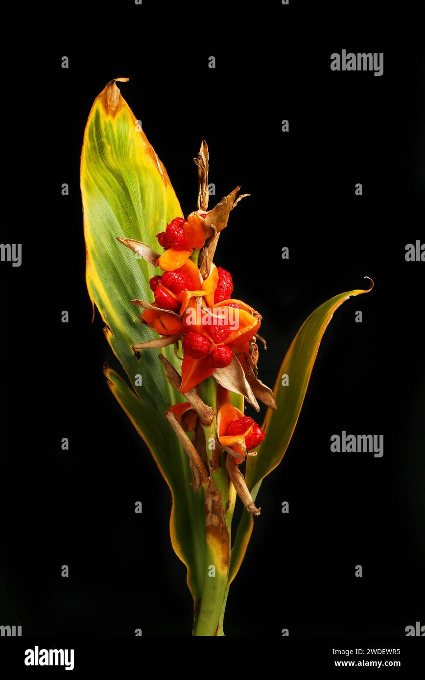 Ginger lily, Hedychium coronarium, ripening seeds and dying leaves isolated against black Stock Photo