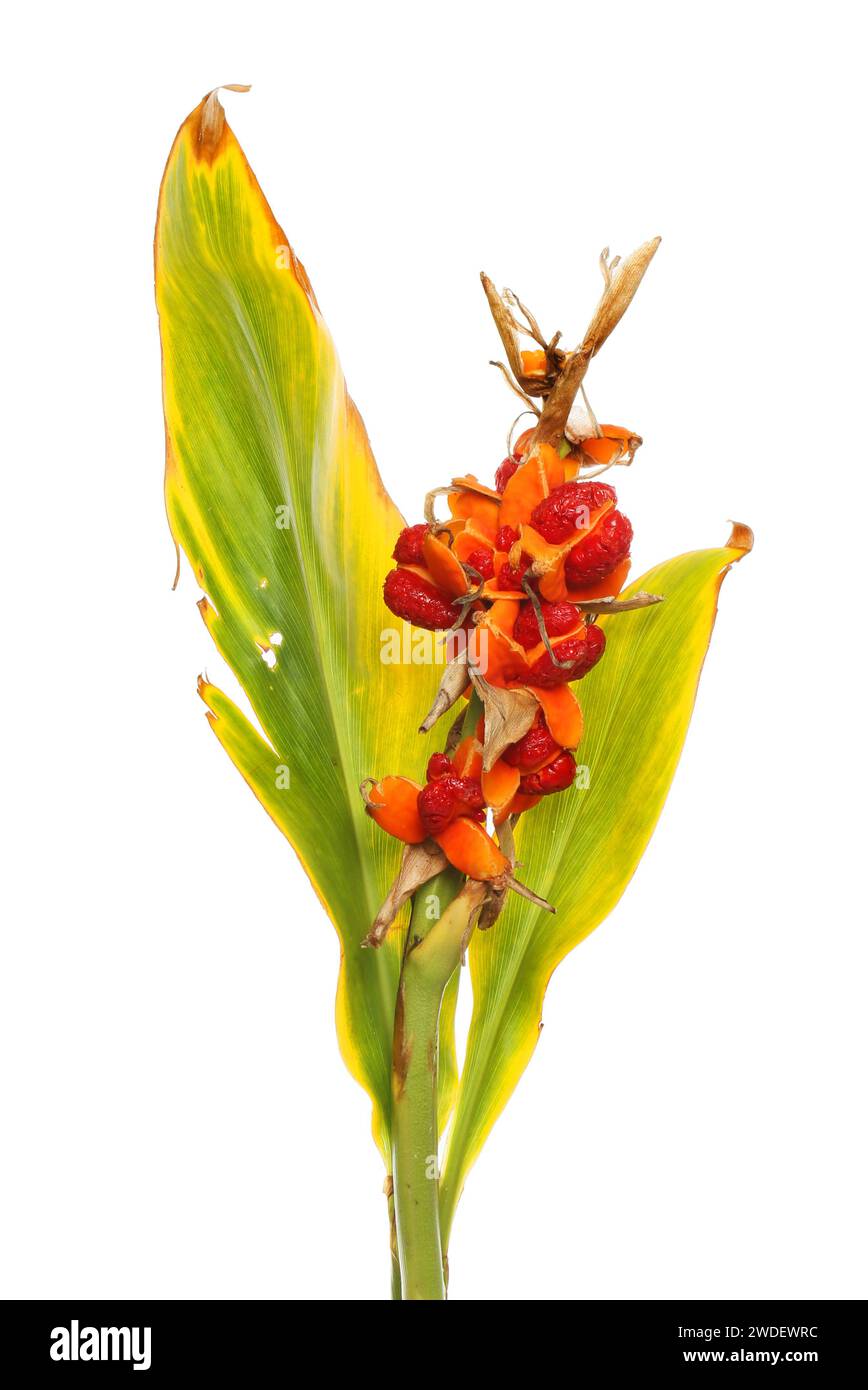 Ginger lily, Hedychium coronarium, ripening seeds and dying leaves isolated against white Stock Photo