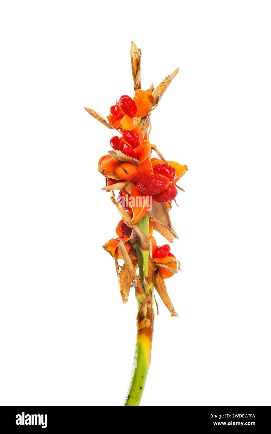 Ginger lily, Hedychium coronarium, infructescesnce isolated against white Stock Photo