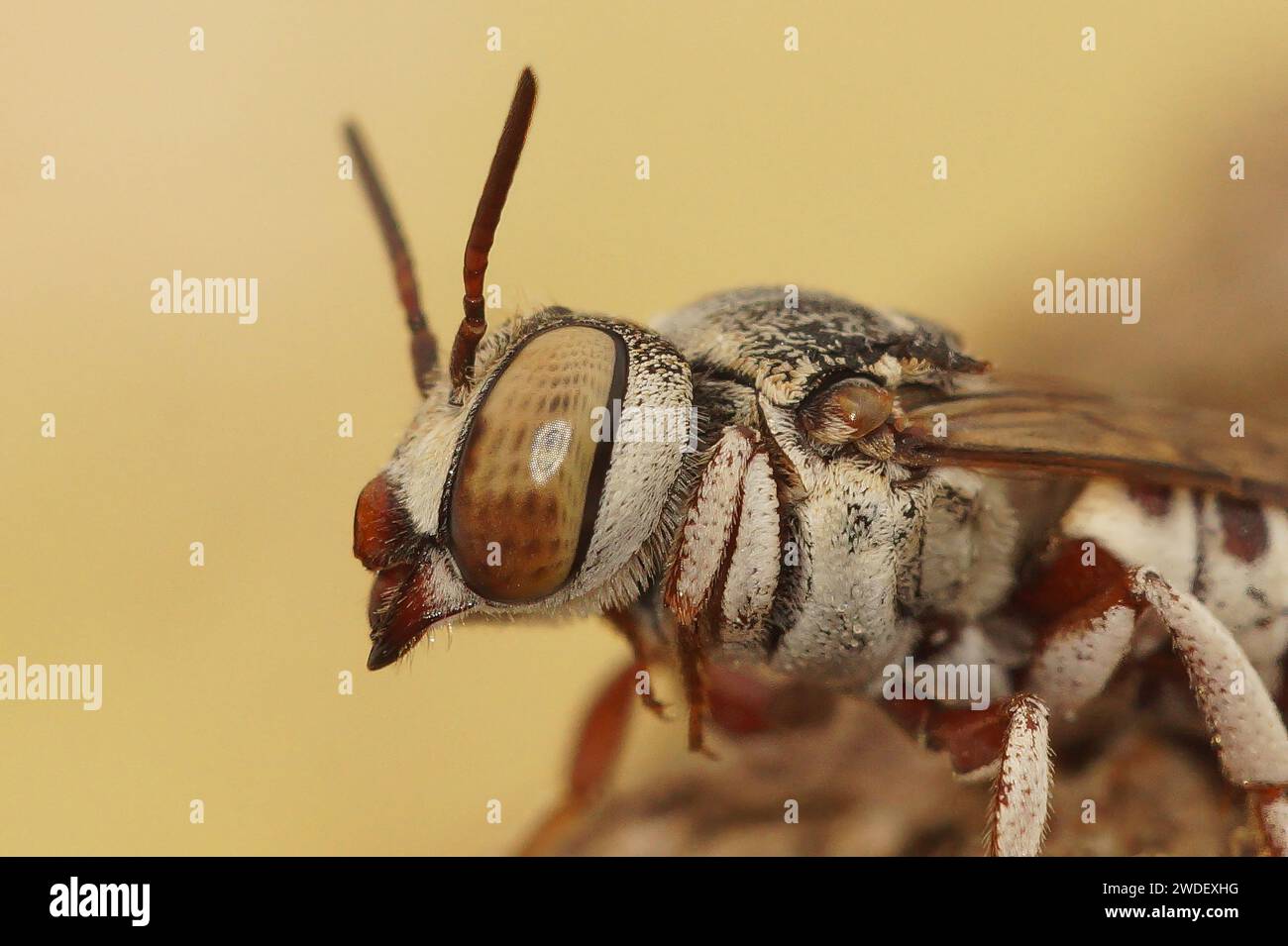 Natural Facial closeup on a female of the small and colorful Mediterranean Thorn-tailed sharptail bee, Coelioxys acanthura Stock Photo