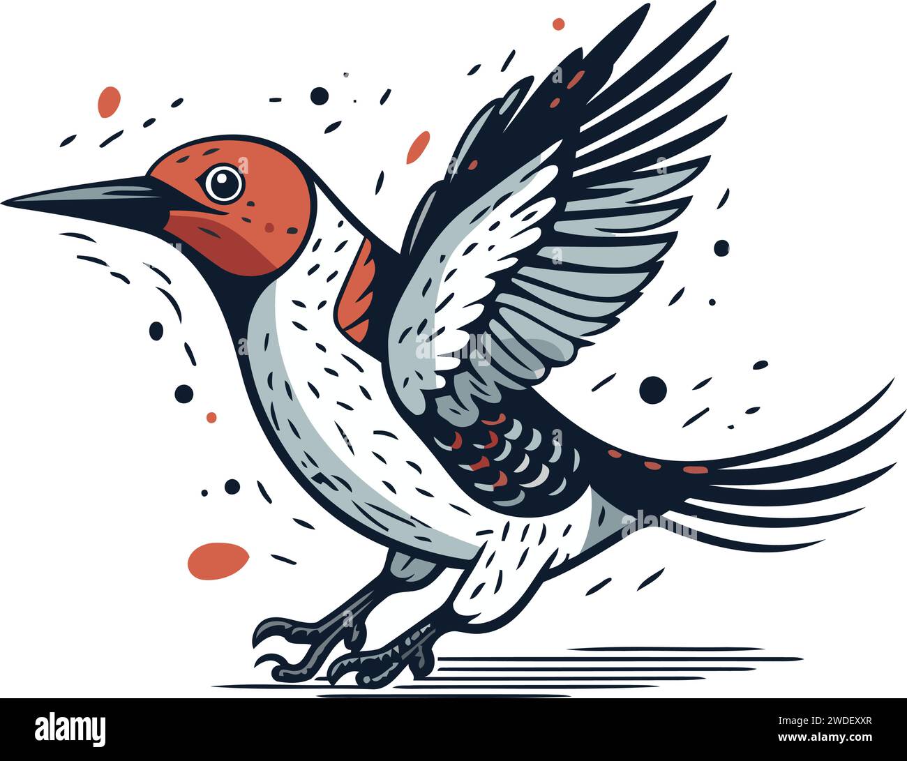 Hand drawn vector illustration of a red bellied woodpecker. Isolated