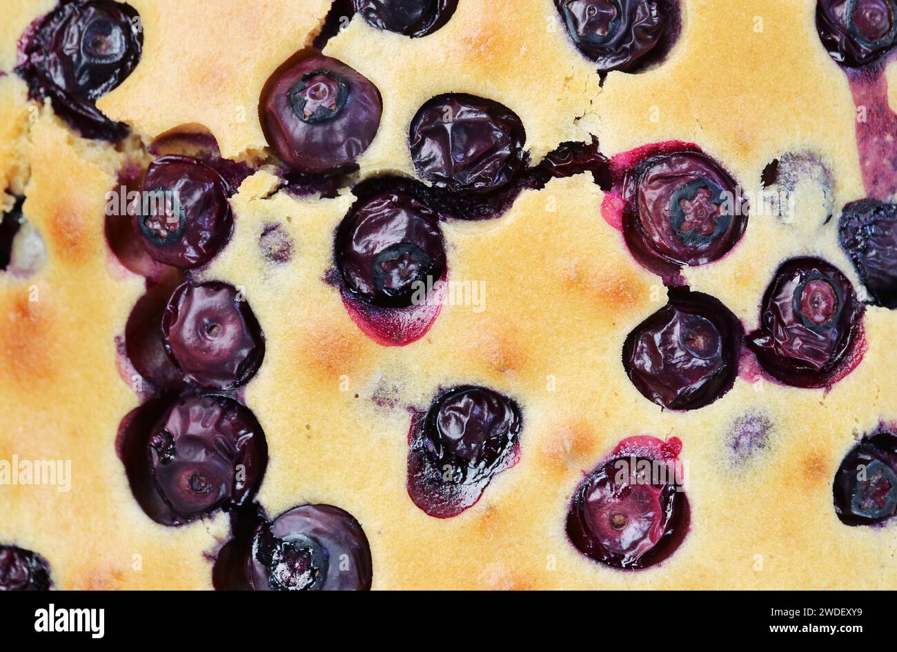 Closeup of freshly baked blueberry cake's tasty texture Stock Photo