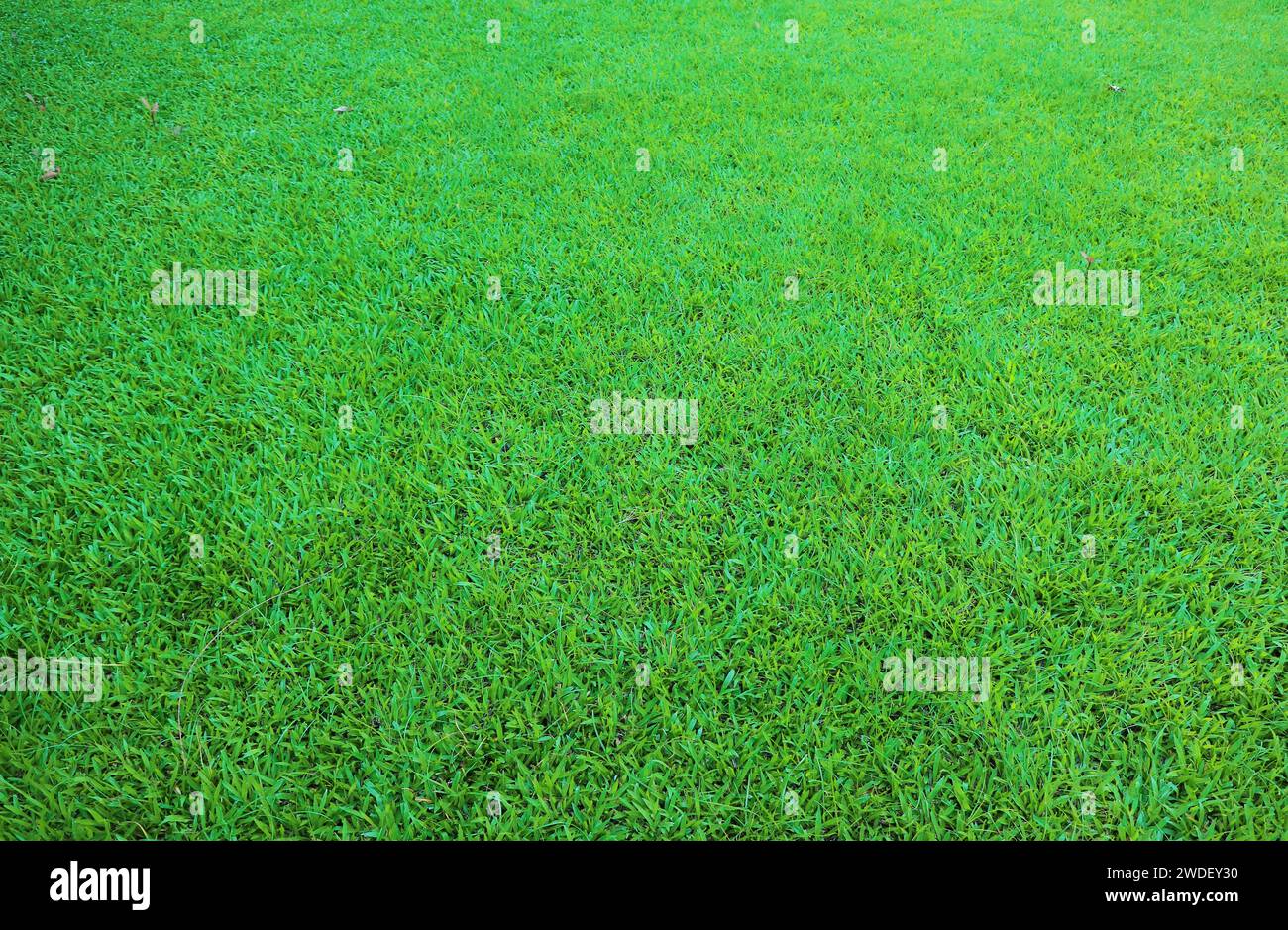 Vibrant green natural grass field with selective focus Stock Photo