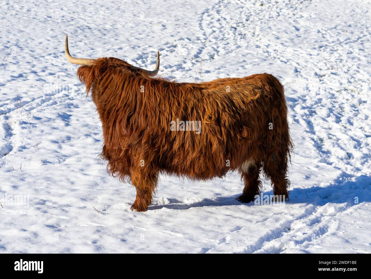 scottish highland cow in a winter landscape Stock Photo - Alamy