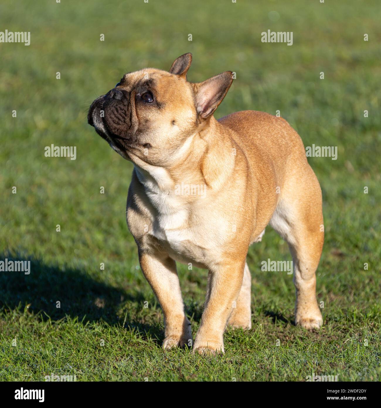 Tan French Bulldog staring up from the grass at the park Stock Photo
