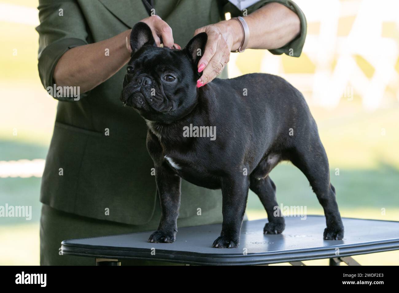 Black French Bulldog standing on a table at a show to be examined Stock Photo