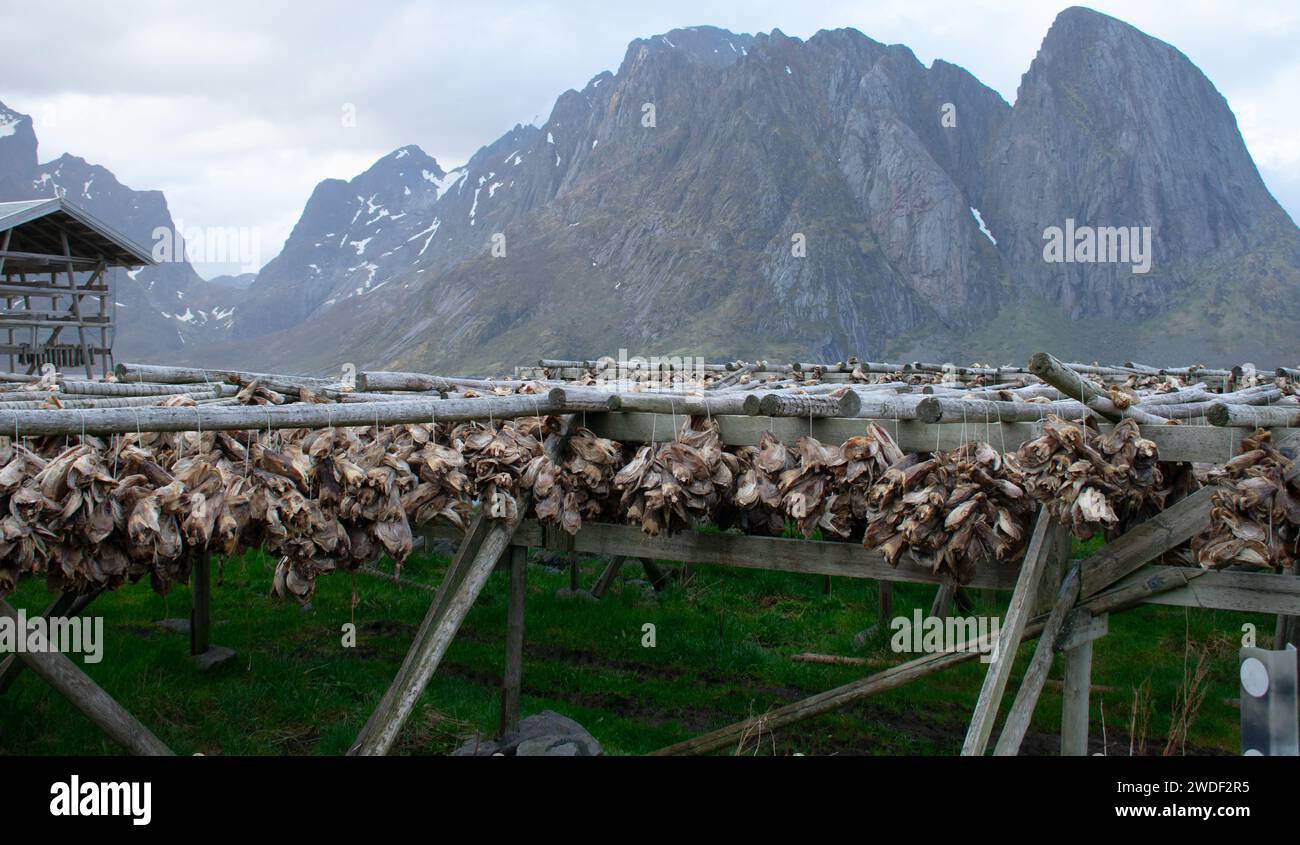 Dried fish heads on racks, Lofoten islands. Industrial fishing and
