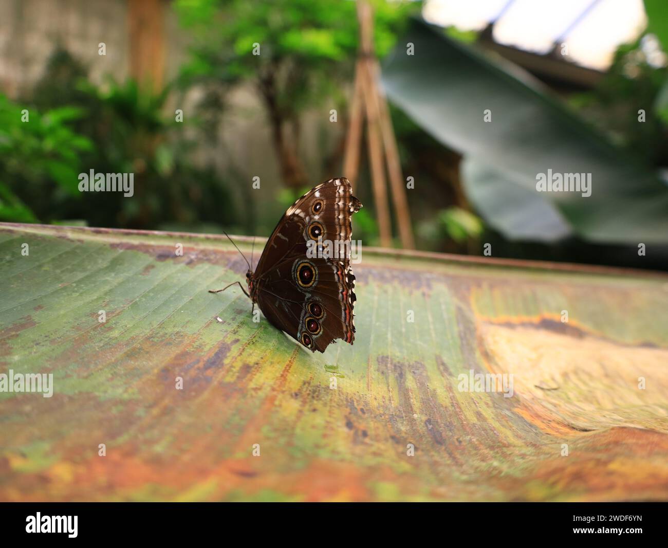 View on a butterfly in the greenhouse of Naturospace in Honfleur Stock Photo