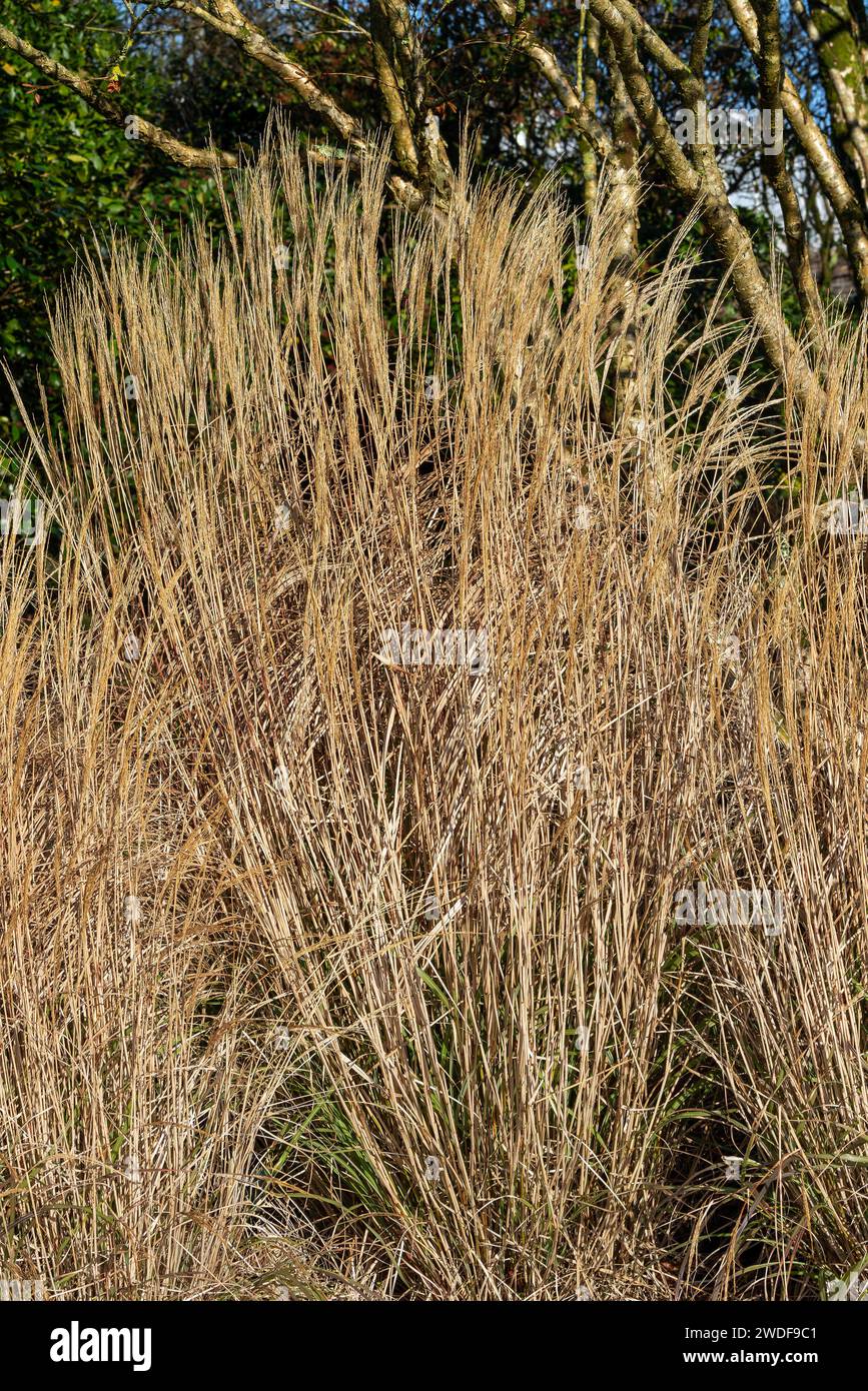 Miscanthus sinensis 'Yakushima Dwarf' a late summer flowering grass plant with a brown red summertime flower spike commonly known as Chinese Silver Gr Stock Photo