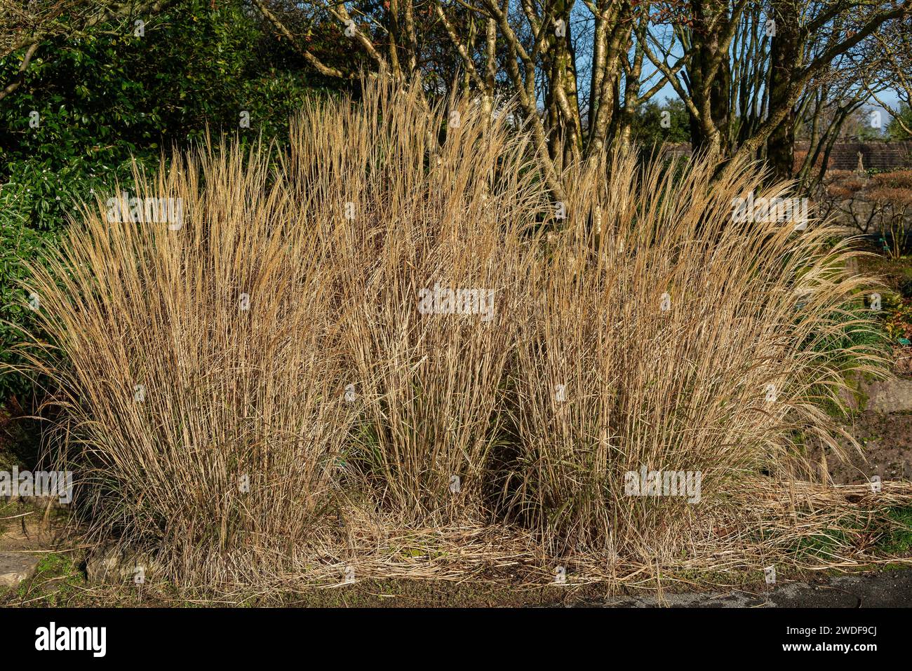 Miscanthus sinensis 'Yakushima Dwarf' a late summer flowering grass plant with a brown red summertime flower spike commonly known as Chinese Silver Gr Stock Photo