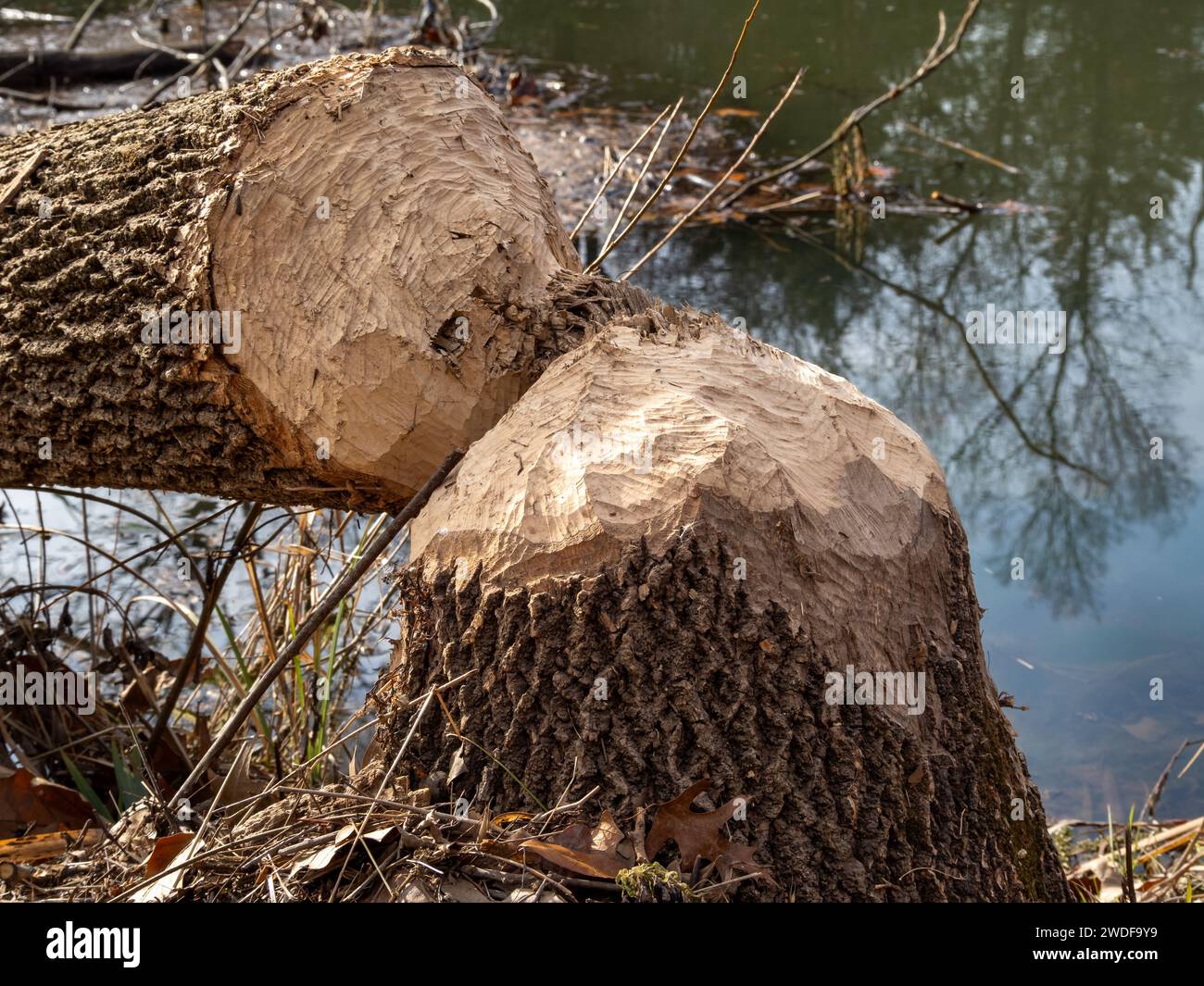A fallen tree by the water bears the unmistakable marks of beaver teeth etched through its trunk. Stock Photo