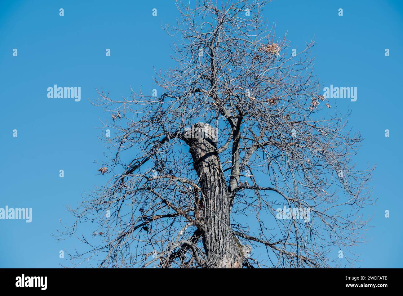 Centuries-old chestnut tree in the Stura valley, Maritime Alps (Cuneo, Piedmont, Italy) Stock Photo