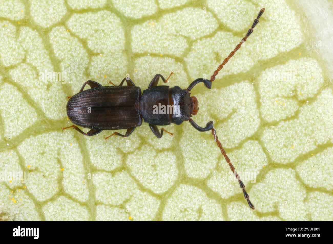 Beetle from family Laemophloeidae, genus Cryptolestes found on Mauritius under the bark. Stock Photo