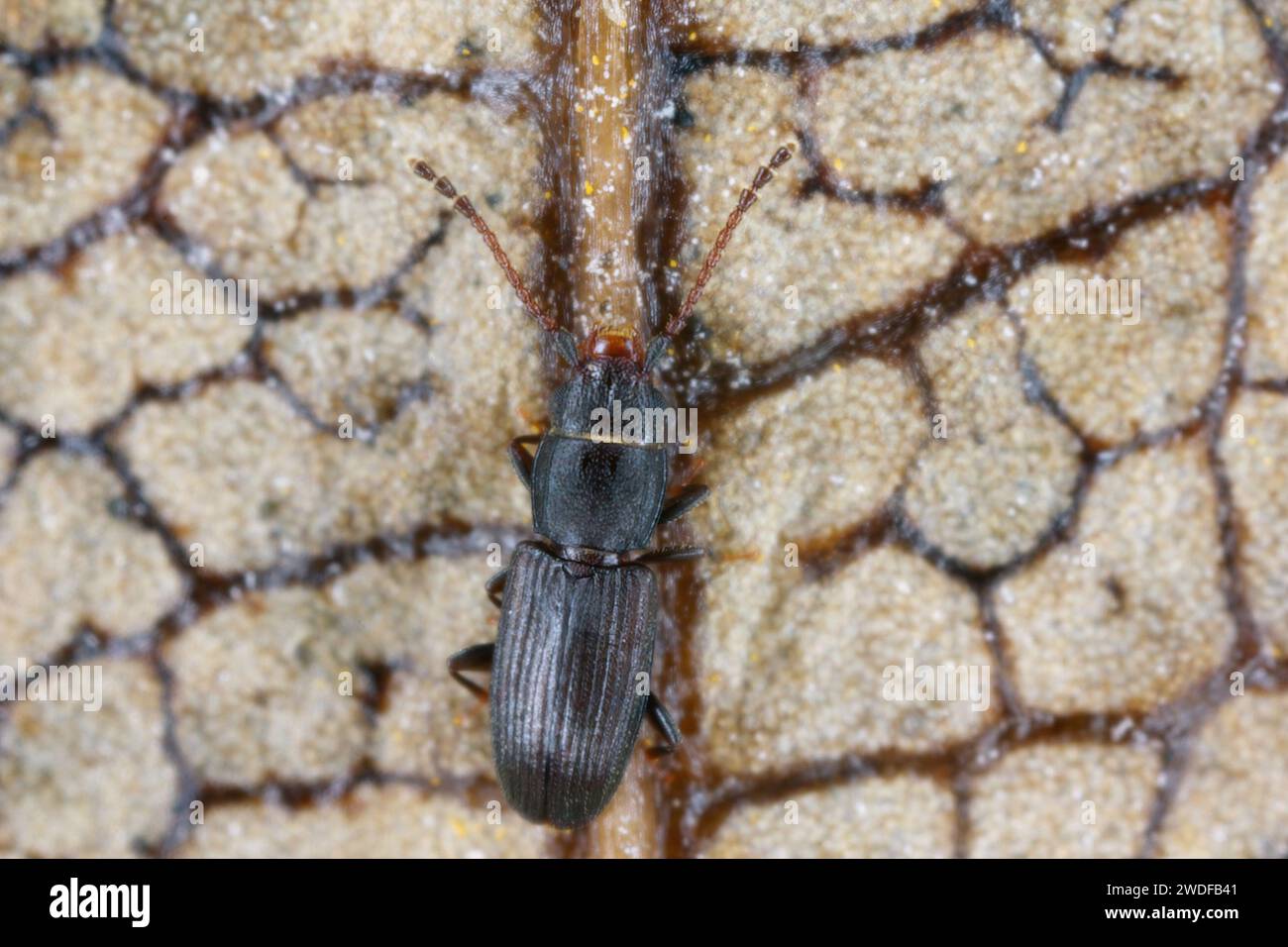 Beetle from family Laemophloeidae, genus Cryptolestes found on Mauritius under the bark. Stock Photo