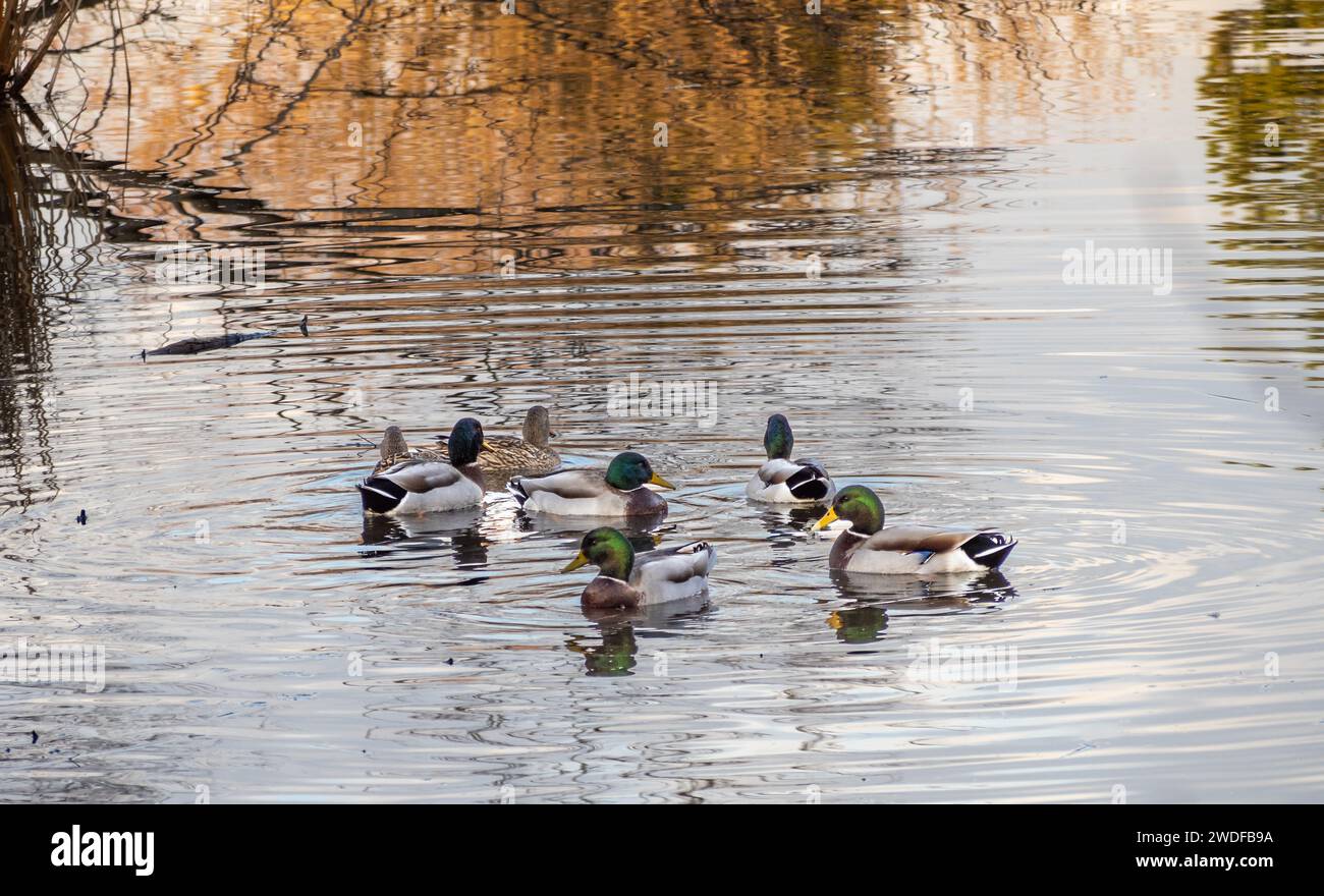 Ducks gracefully glide across the serene lake, their ripples creating a gentle dance. The water mirrors the warm hues of autumn leaves, painting a tra Stock Photo