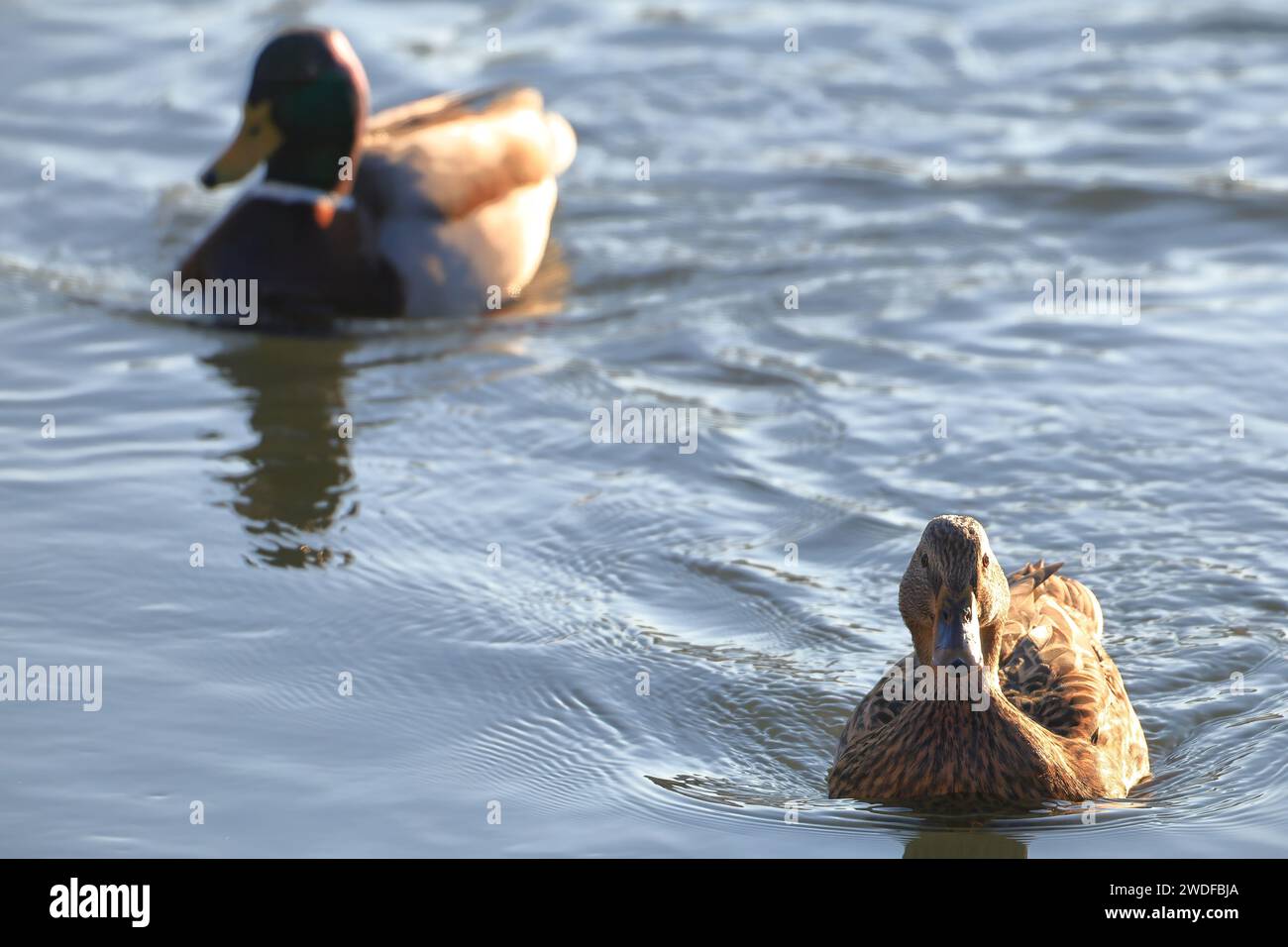close up of a pair of swimming ducks Stock Photo