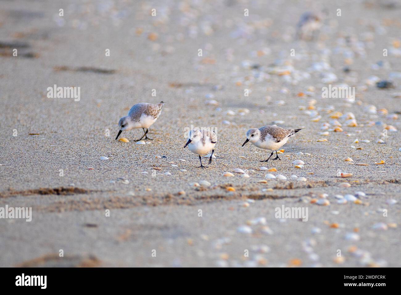 Sanderlings foraging on a shell-strewn shore, perfect for wildlife documentaries, ornithological studies, and coastal-themed projects. Stock Photo