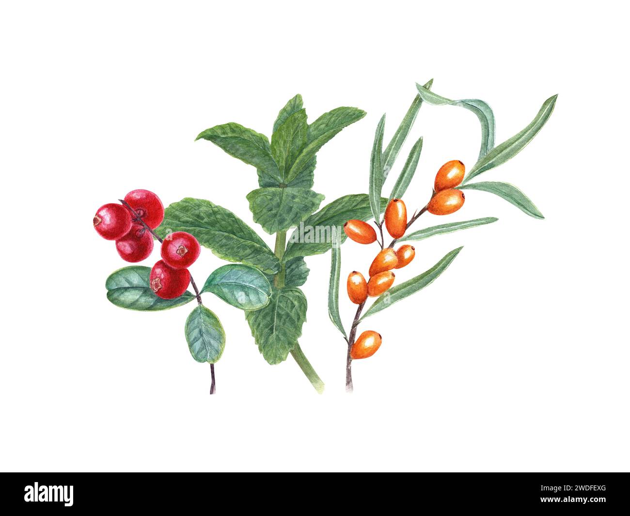 Composition with sea buckthorn berries, lingonberry, mint plant. Branches of berries and aromatic herb. Watercolor illustration for label, logo Stock Photo