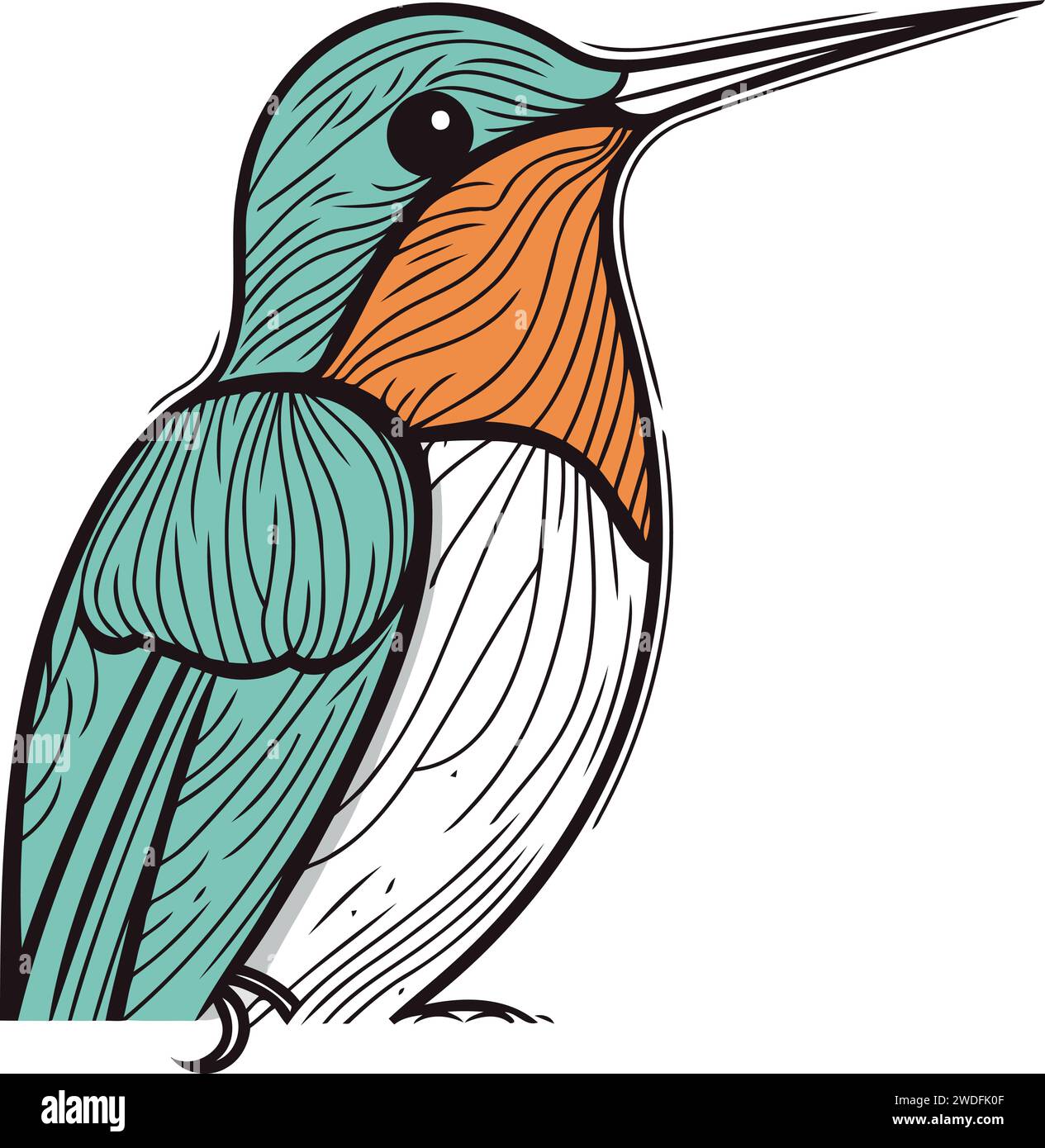 Hand drawn illustration kingfisher Stock Vector Images - Alamy