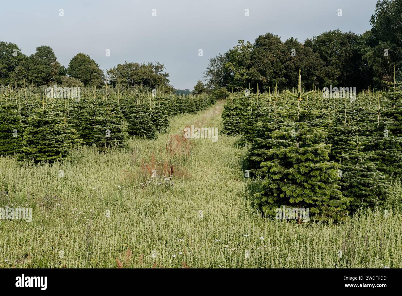 Christmas tree cultivation. Rows of pine trees growing in the field Stock Photo