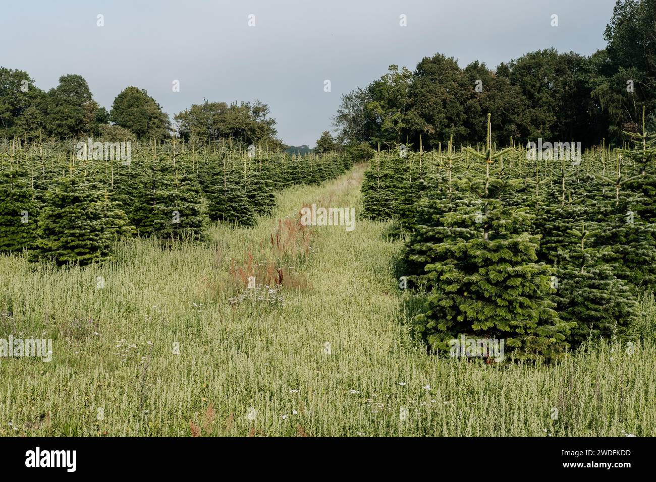 Christmas tree cultivation. Rows of pine trees growing in the field
