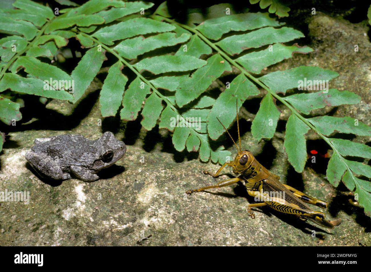 A grasshopper and a toad meet on a rock near a garden pool among ferns, midwest USA Stock Photo