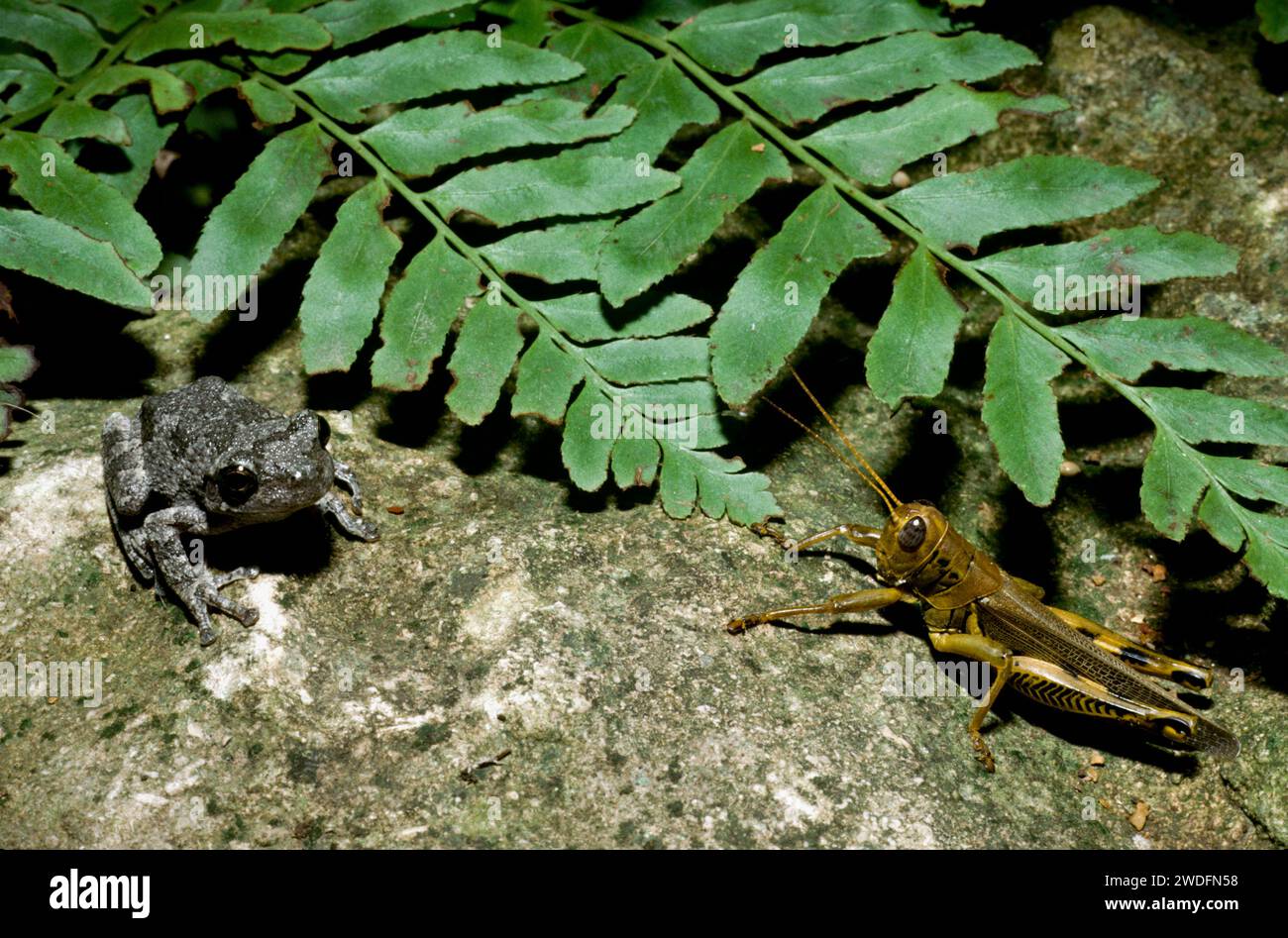 Tiny tree frog and large differential grasshopper meet and greet near