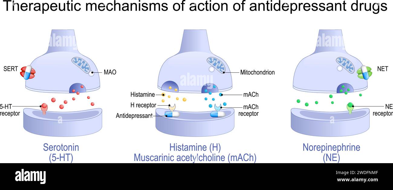 Therapeutic mechanisms of action of antidepressant drugs. Antidepressant blocks receptors and monoamine transporter proteins of Histamine, Muscarinic Stock Vector