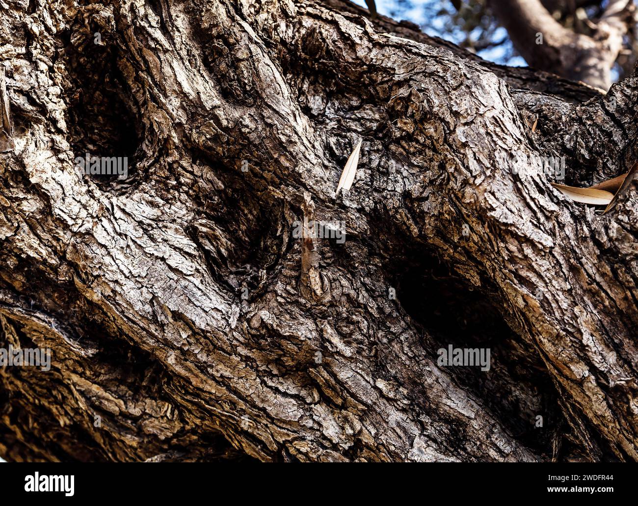 Detail of olive tree trunk with leaves in Villajoyosa Stock Photo