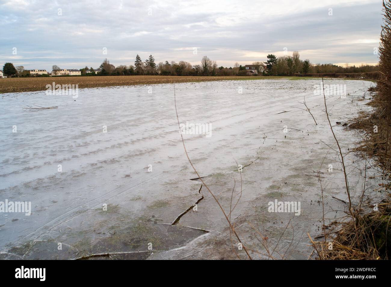 Datchet, UK. 20th January, 2024. Following flooding from the River Thames last week when a Flood Warning was in place, floodwater from the River Thames has now frozen over in agricultural fields in Datchet, Berkshire. The price of vegetables is expected to rise following the recent flooding and continuing cold weather. Credit: Maureen McLean/Alamy Live News Stock Photo