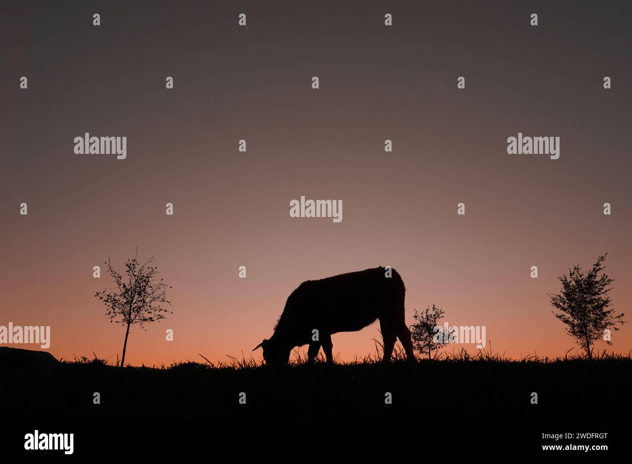 cow silhouette grazing in the meadow and sunset background Stock Photo ...