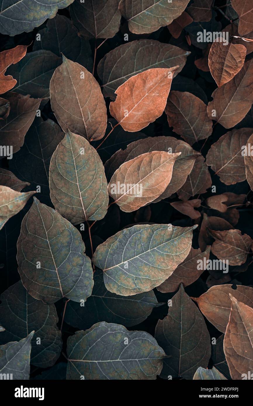 brown plant leaves in autumn season, brown background Stock Photo