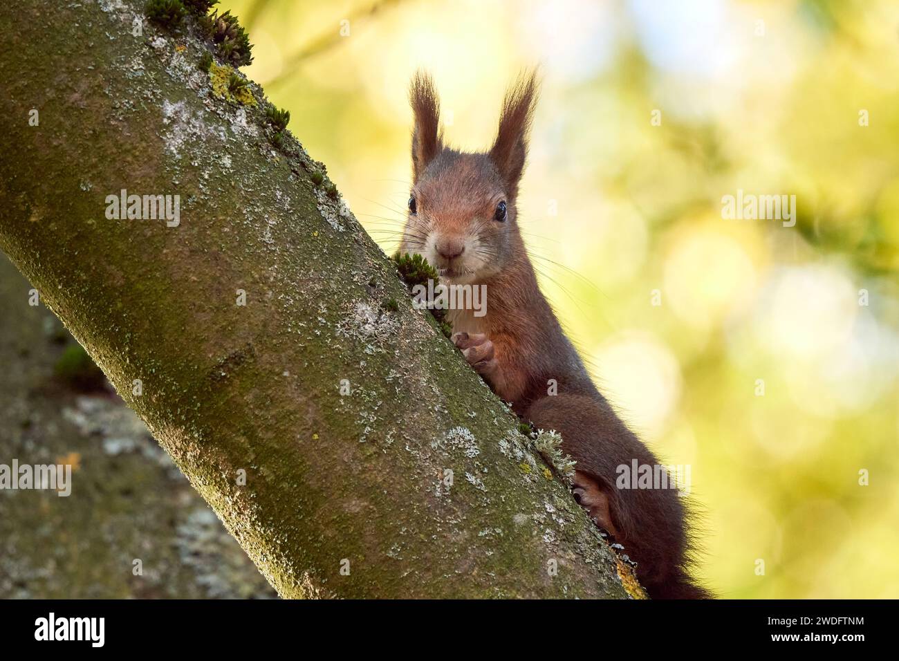 Eurasian red squirrel closeup (Sciurus vulgaris) Stock Photo